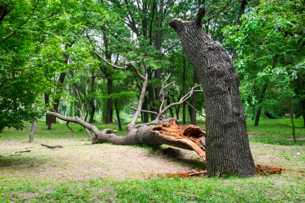 How Our Tree Care Process Works  in  High Point, FL