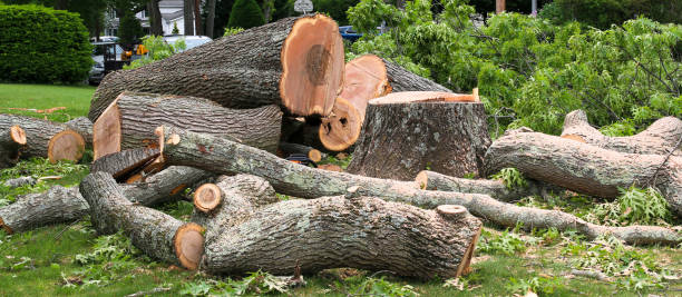 Trusted High Point, FL Tree Care Experts